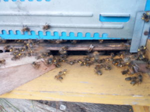 il polline fresco: dove trovarlo? proprio qui, all'entrata dell'alveare: api al lavoro con zampe cariche di polline 